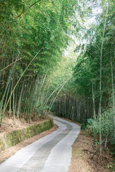 Pionowe Ujęcie Drogi Bambusowym Lesie Otoczonym Gęstymi Drzewami Tajwanie — Zdjęcie stockowe