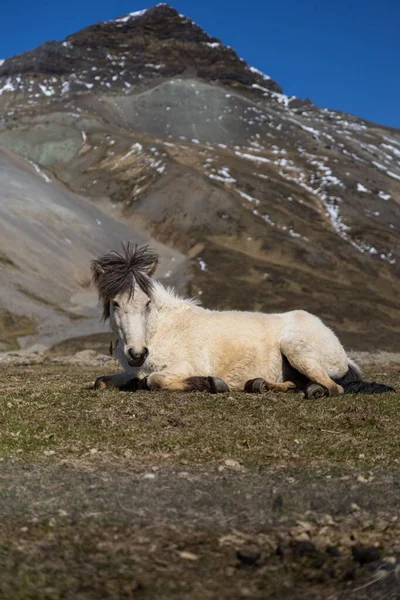 Bílý Islandský Kůň Sedící Poli Poloostrova Snaefellsnes — Stock fotografie