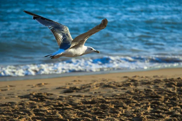 一只海鸥在水面上飞行的特写镜头 — 图库照片