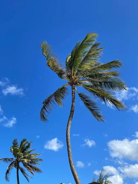Krásný Nízký Úhel Pohledu Vysoké Palmy Pod Jasně Modrou Oblačnou — Stock fotografie