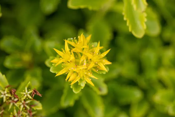 Грунтопокривна Рослина Жовтими Квітами Цвітіння — стокове фото