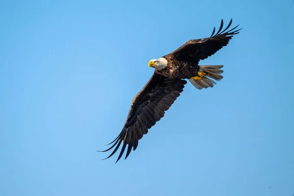 Ein Wunderschöner Weißkopfseeadler Schwebt Einem Sonnigen Morgen Den Klaren Blauen — Stockfoto