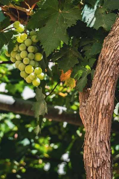 Close Bunch Green Grapes Vine Illuminated Sun Rays — Fotografia de Stock