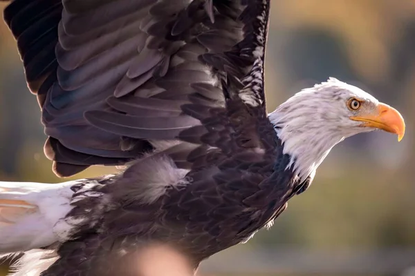 Closeup Dark Brown Eagle White Head Tail Flight Bald Eagle — Stock Photo, Image