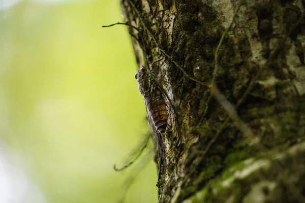 Bir ağaç üzerinde bir ağustosböceği, yakın çekim