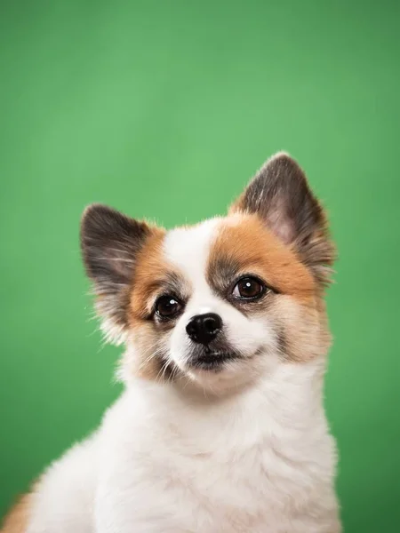 Retrato Del Lindo Cachorro Esponjoso Spitz Pomeraniano Pequeño Perro Sonriente —  Fotos de Stock