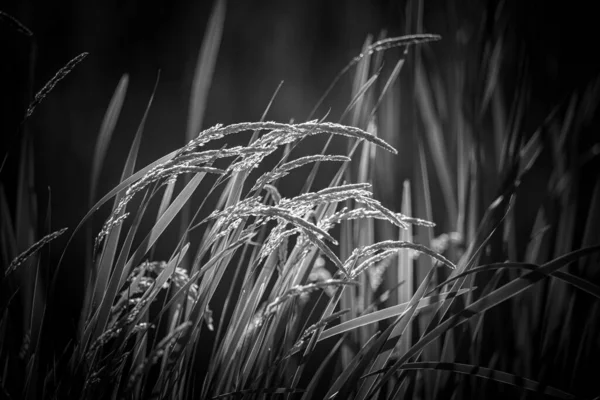Ein Graustufen Schuss Von Reispflanze Auf Einem Feld — Stockfoto