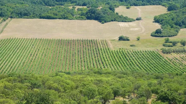 ハンガリーのティハニーにあるブドウ畑の写真 — ストック写真
