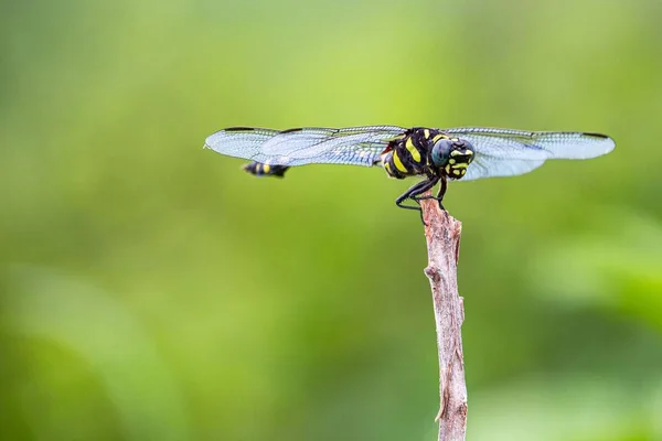 Macro Shot Dragonfly Perched Wooden Post — Stock Photo, Image