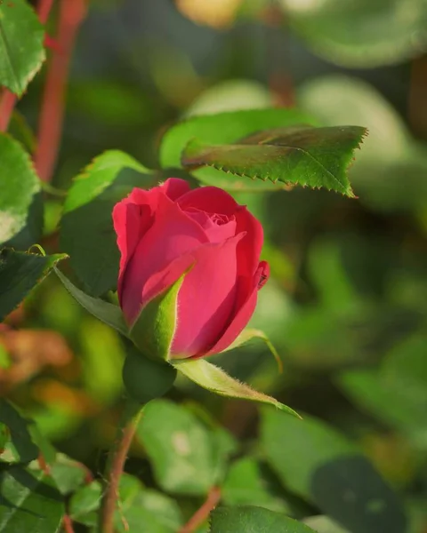 Ένα Κάθετο Κοντινό Πλάνο Ενός Διπλού Κόκκινου Μπουμπούκι Τριαντάφυλλου Που — Φωτογραφία Αρχείου