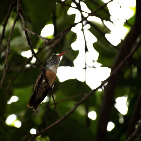 Tiro Seletivo Foco Hummingbird Empoleirado Ramo — Fotografia de Stock