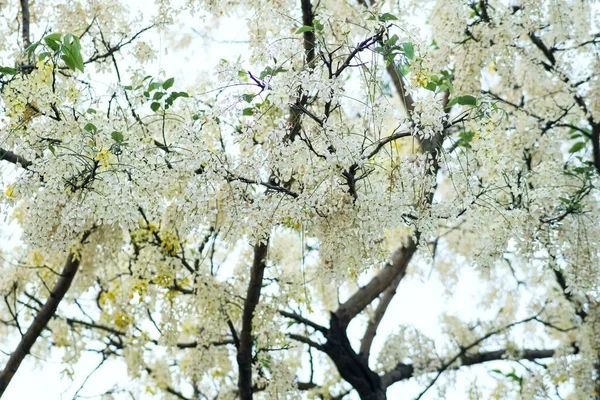 Uma Vista Bela Árvore Jasmim Florescendo Uma Floresta — Fotografia de Stock