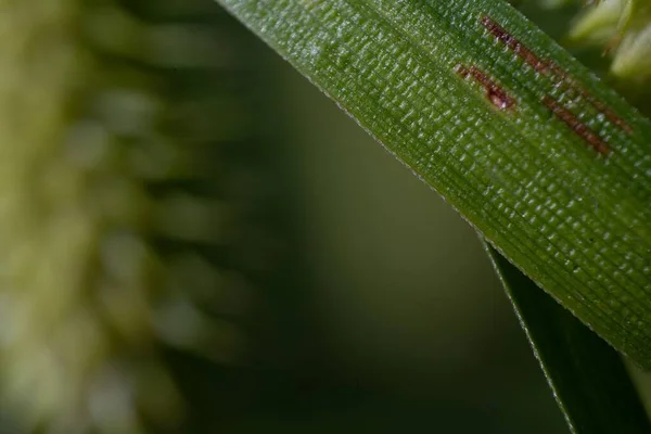 Detailní Záběr Zeleného Lesklého Rostlinného Listu Izolovaného Rozmazaném Pozadí — Stock fotografie