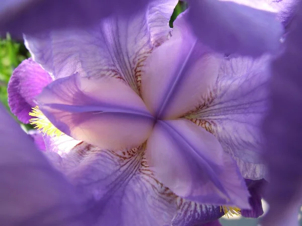 Güzel Mor Bir Iris Çiçeğinin Üst Görüntüsü — Stok fotoğraf