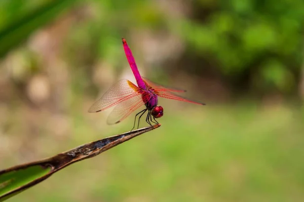 Kızıl Bir Bataklık Kabuğu Yaprağın Ucuna Konmuş Pembe Bir Yusufçuk — Stok fotoğraf