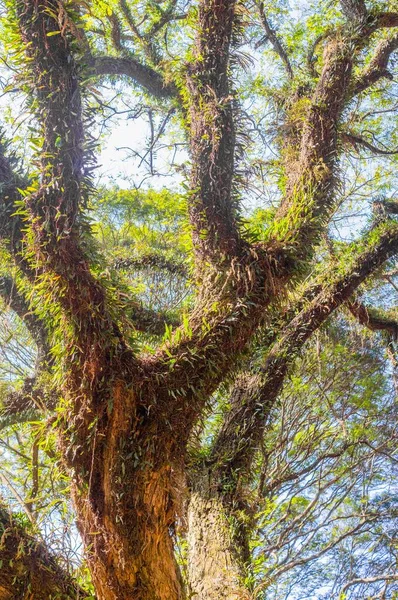 Eine Vertikale Aufnahme Eines Baumes Und Seiner Äste Gegen Die — Stockfoto