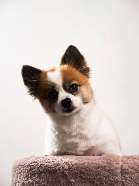 Retrato Filhote Fofo Bonito Spitz Pomerano Pequeno Cão Sorridente Deitado — Fotografia de Stock