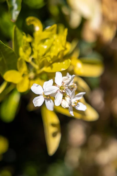Die Weißen Blüten Von Choisya Ternata Oder Mexikanischer Orangenblüte — Stockfoto