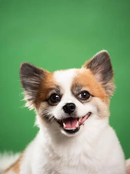 ポメラニアン スピッツのかわいいふわふわの子犬の肖像 小さな笑みを浮かべて犬の緑の背景に横たわっている テキストのコピースペース — ストック写真