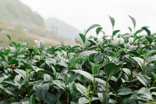 Вид Вирощування Чайної Плантації Олонському Чайному Полі Тайвані — стокове фото