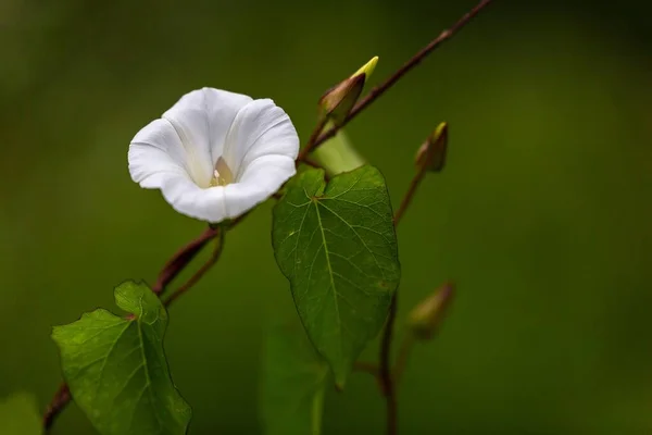 Gros Plan Une Fleur Blanche Avec Des Bourgeons Des Feuilles — Photo