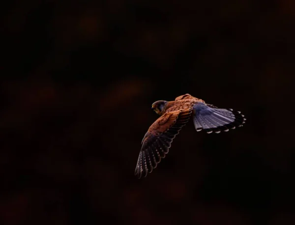 Vanlig Kestrel Fågel Flygning — Stockfoto