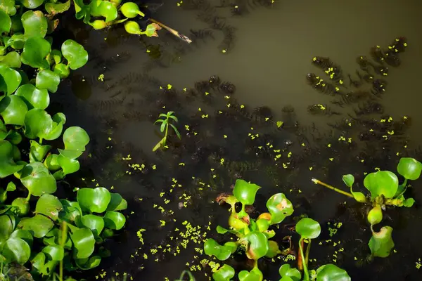 Detailní Záběr Společné Vodní Hyacinty Vodní Moučky Mývalů Kalné Vodě — Stock fotografie