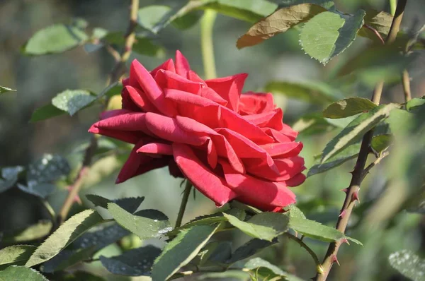 Ένα Κοντινό Πλάνο Ενός Όμορφου Τριαντάφυλλου Που Ανθίζει Στον Κήπο — Φωτογραφία Αρχείου