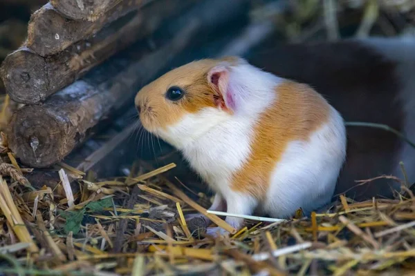 Detailní Záběr Roztomilého Morčete Caviaporcellus Sušené Trávě — Stock fotografie