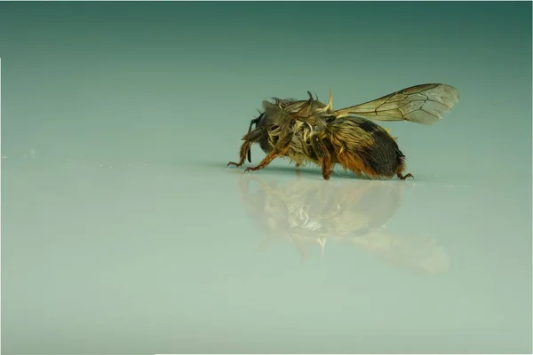 Tiro Close Uma Abelha Calliopsis Uma Superfície Reflexiva — Fotografia de Stock