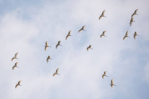 Низкий угол выстрела стада большой цапли с открытыми крыльями парящими в небе