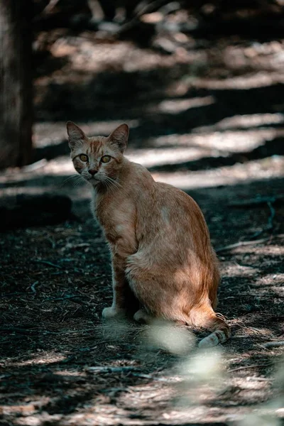 Een Nieuwsgierige Oranje Straatkat Die Grond Zit Recht Naar Camera — Stockfoto