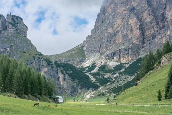 Animales Pastando Los Pies Las Altas Montañas Rocosas — Foto de Stock