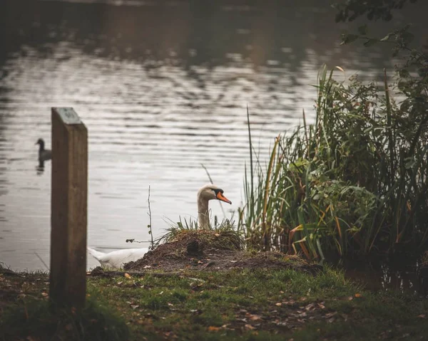 View Beautiful Swan Swimming Pond Plants — Stock Photo, Image
