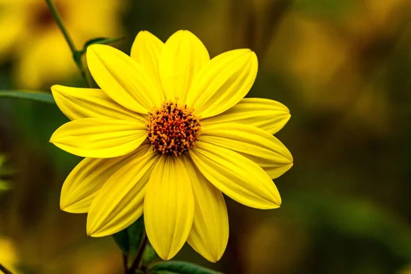 Una Flor Margarita Amarilla Jardín — Foto de Stock