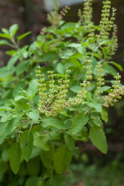タルシはアーユルヴェーダの葉で 農村部の人々は風邪や咳のためにタルシ植物ジュースを使用しています — ストック写真