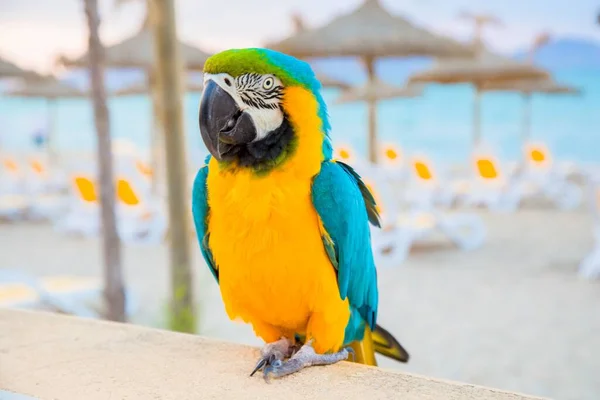 Akdeniz Kıyısındaki Ara Ararauna Mavi Sarı Bir Papağana Yakın Çekim — Stok fotoğraf