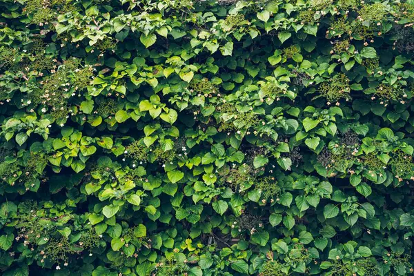 Una Vista Delle Foglie Edera Verde — Foto Stock