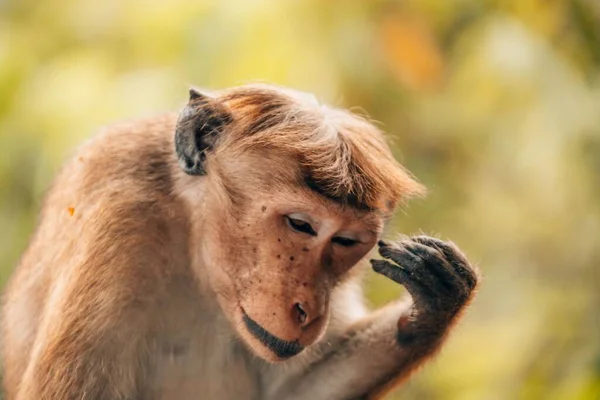 Ein Affe Kratzt Sich Kopf — Stockfoto