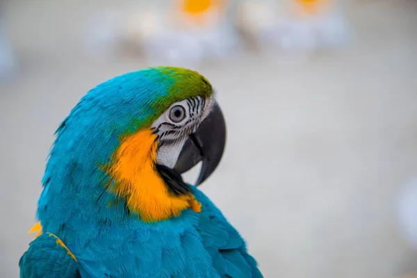 Primer Plano Guacamayo Azul Amarillo Ara Arararauna Playa Del Mar — Foto de Stock