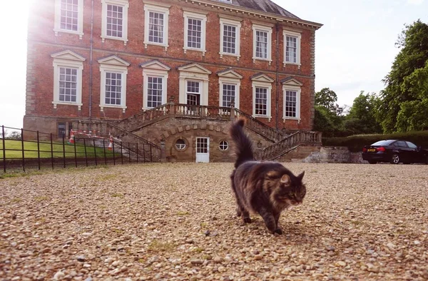 A beautiful shot of a cat against an old mansion listed as Heritage Grade 1 in England