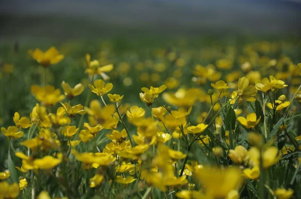 Campo Com Belas Flores Buttercup Bulbosas Amarelas — Fotografia de Stock