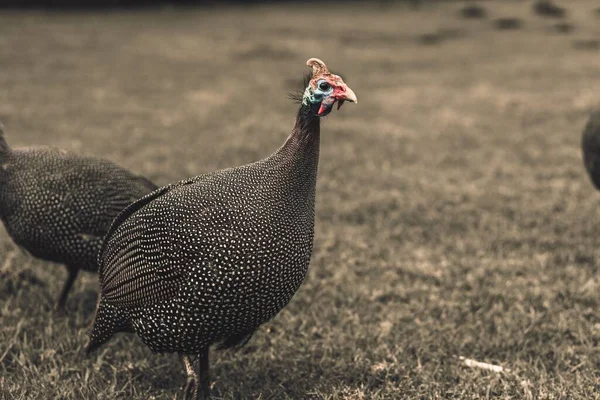 Zwei Gefleckte Perlhühner Auf Trockenem Gras — Stockfoto