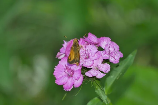 Primer Plano Una Mariposa Lepidóptera Sobre Flores Dulces Púrpuras William — Foto de Stock
