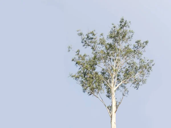 Одинокое Эвкалиптовое Дерево Фоне Голубого Неба Копировальным Пространством — стоковое фото