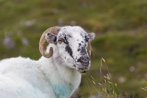 Чоловіча Вівця Стоїть Зеленому Лузі — стокове фото