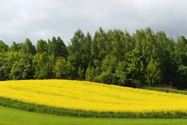 Landscape Yellow Field Green Lush Trees Clear Sky Background — Stock Photo, Image