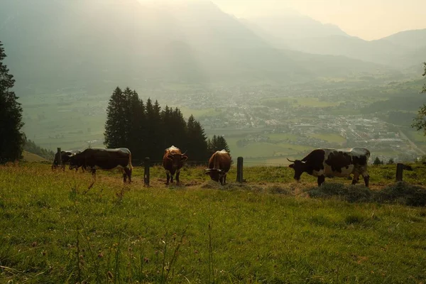 Prato Verde Montagna Con Bestiame Pascolo Saalfelden Salisburgo Austria — Foto Stock