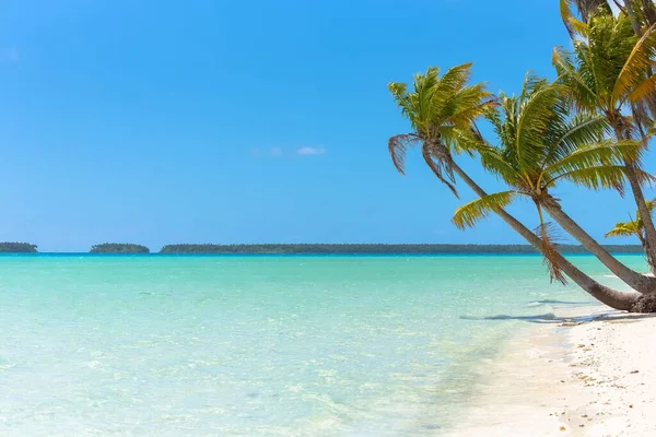 パラダイス アイランド ビーチ パームズとココナッツの木とフランス領ポリネシアの透明な青緑色の海の水 — ストック写真