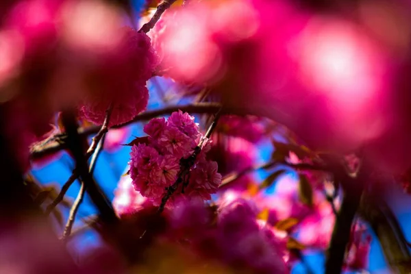 Розовые Цветы Ветвях Цветущего Дерева — стоковое фото